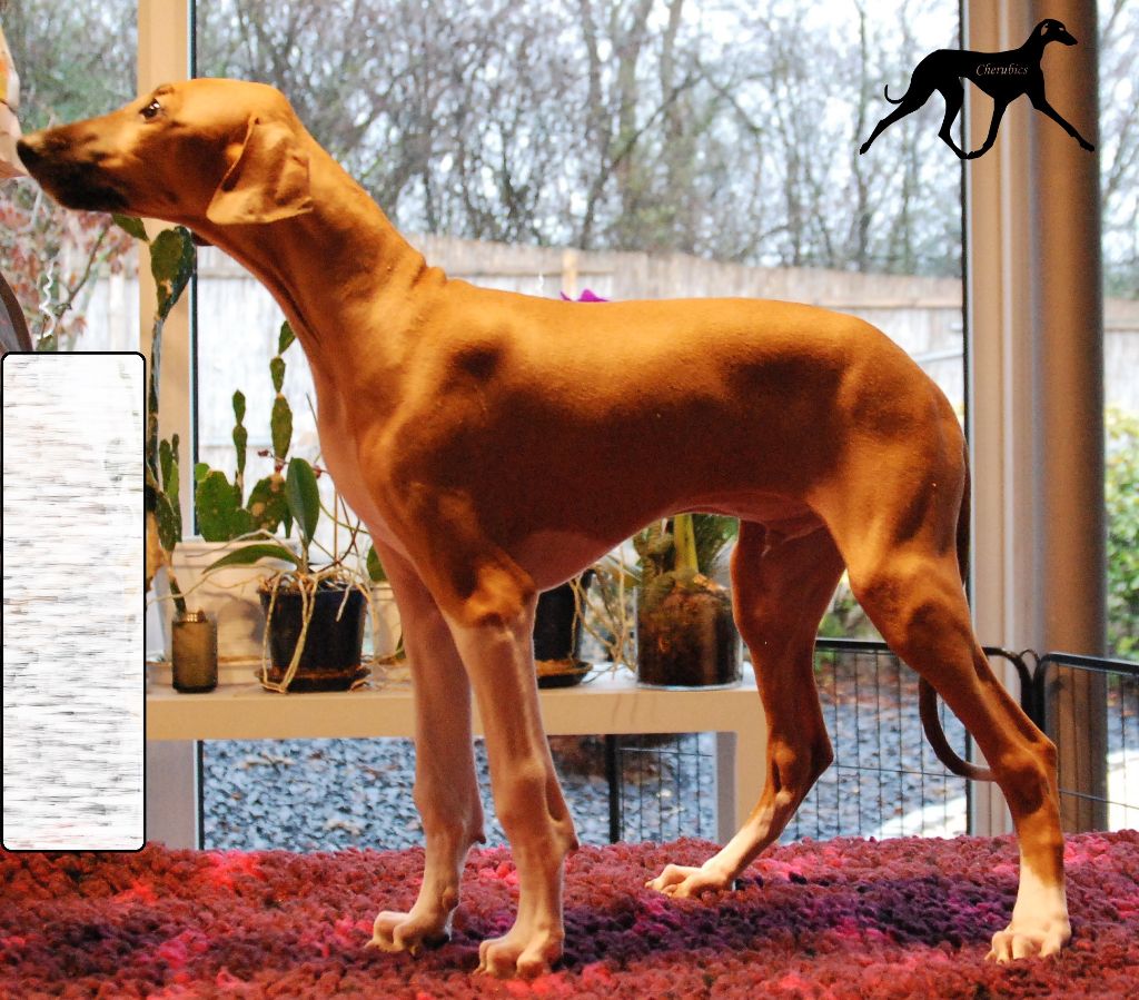 Cherubics - Chiots disponibles - Azawakh