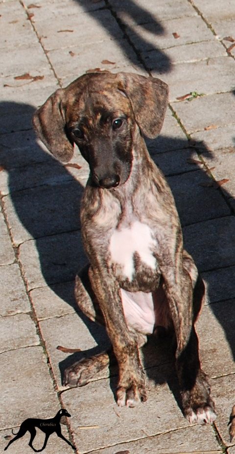 Cherubics - Chiots disponibles - Sloughi